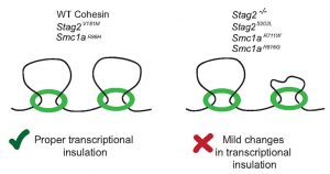Summary of the impact of Cohesin variants on transcriptional insulation.